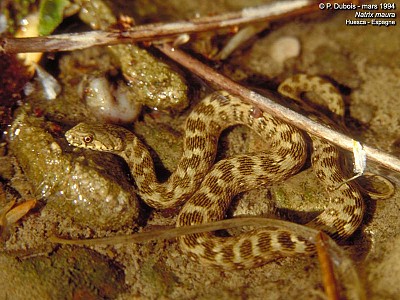 Viperine (couleuvre)